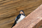 Baby bird of swallow sits on wooden beam