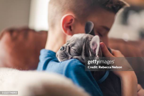 boy, seated on couch, cuddling french bulldog puppy - blue sofa stock pictures, royalty-free photos & images