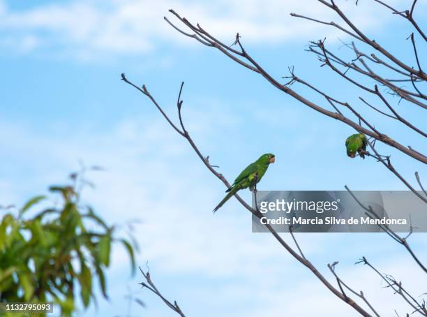 two maracanã parrots, with green feathers, are perched on the dry branches. - céu claro stock pictures, royalty-free photos & images
