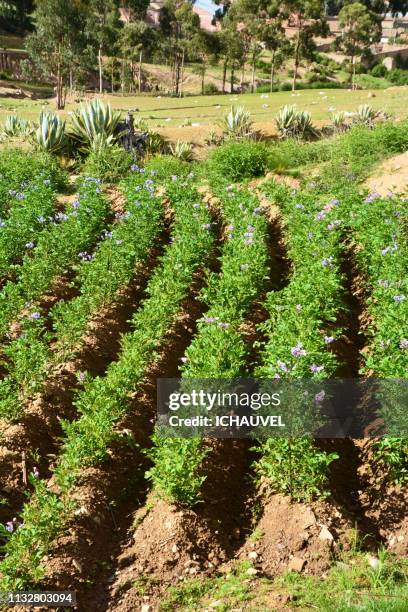 potatoes field bolivia - admirer le paysage stockfoto's en -beelden