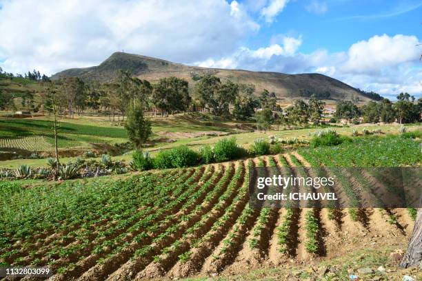 potatoes field bolivia - admirer le paysage stockfoto's en -beelden