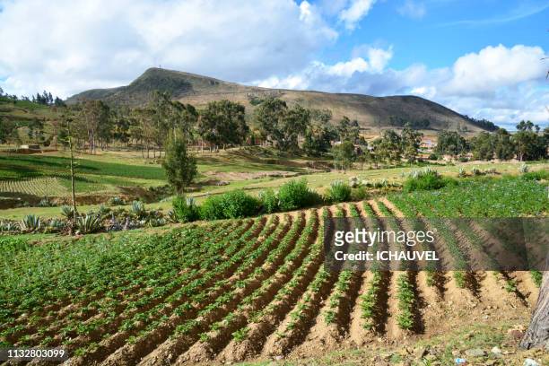 potatoes field bolivia - terres sauvages et cultivées stock pictures, royalty-free photos & images