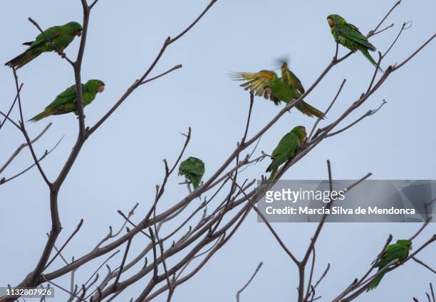 the flight of one of the maracanã parrots, which are in several dry branches, of a tree. - cor verde stock pictures, royalty-free photos & images