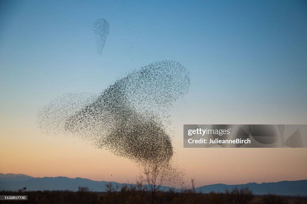 Vroege avond, Starling vormen een hart vorm in de lucht