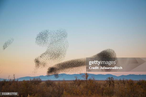 flocks of starlings join together creating a black spoon shape in the sky - starlings flock stock pictures, royalty-free photos & images