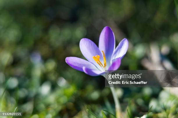 crocus flower - une seule fleur stock-fotos und bilder