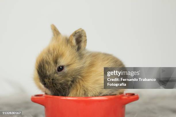 baby rabbit inside a pot - rabbit burrow stock pictures, royalty-free photos & images