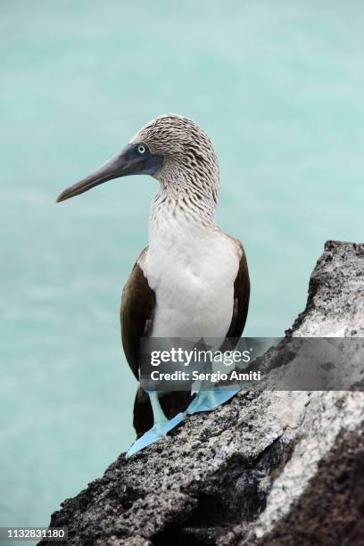 blue footed booby - sula vogelgattung stock-fotos und bilder