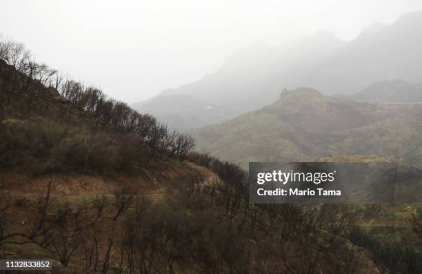 New vegetation sprouts in a Woolsey Fire burn area in the Santa Monica Mountains on February 27, 2019 near Malibu, California. Significant winter...