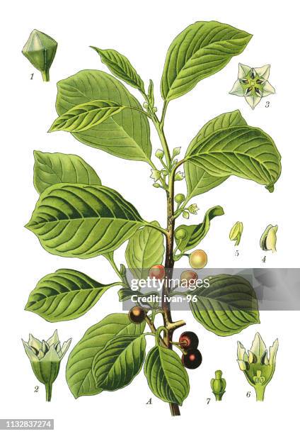 alder buckthorn, glossy buckthorn, breaking buckthorn - buckthorn stock illustrations