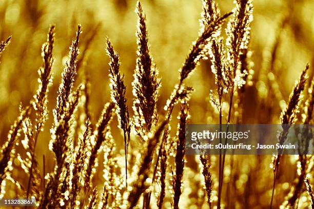 fields of gold bokeh - s0ulsurfing stock pictures, royalty-free photos & images