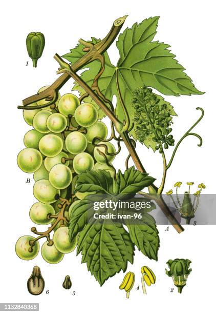 common grape vine - grape stock illustrations