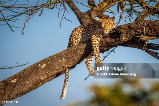 hanging around - leopard stock-fotos und bilder