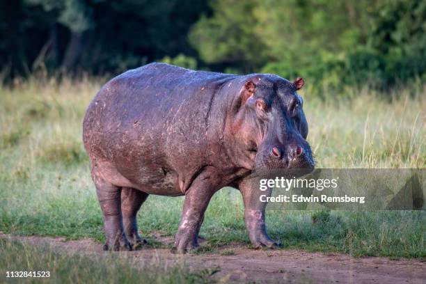 hippo on land - hippopotame photos et images de collection