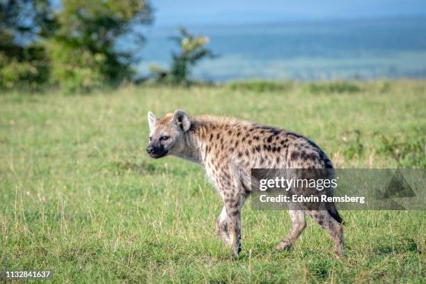 hyena in nakuru - spotted hyena stockfoto's en -beelden