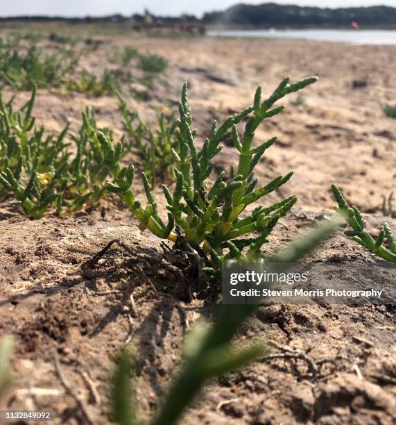 salicornia europaea samphire on beach - salicornia europaea uk stock pictures, royalty-free photos & images