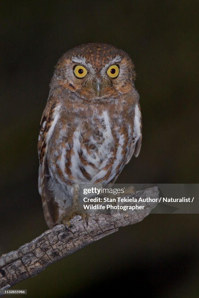 Elf Owl on branch at night