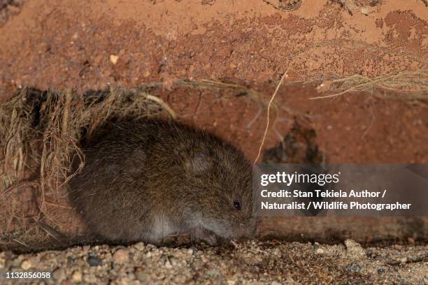 meadow vole in underground tunnel, microtus pennsylvanicus - underpass stock pictures, royalty-free photos & images