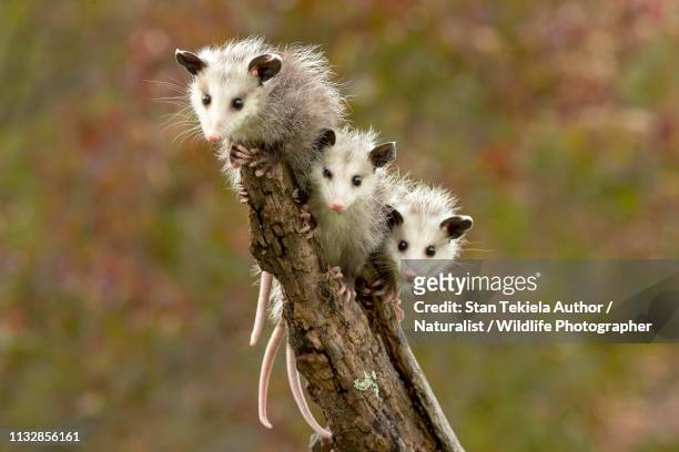 virginia opossum babies on stick hanging out - opossum 個照片及圖片檔