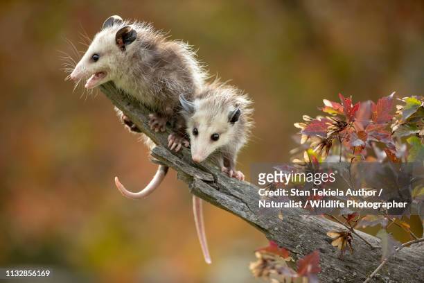 virginia opossum young or babies on branch with fall leaves - opossum americano fotografías e imágenes de stock