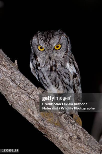 western screech-owl on perch at night hunting in the desert of arizona - アメリカオオコノハズク ストックフォトと画像