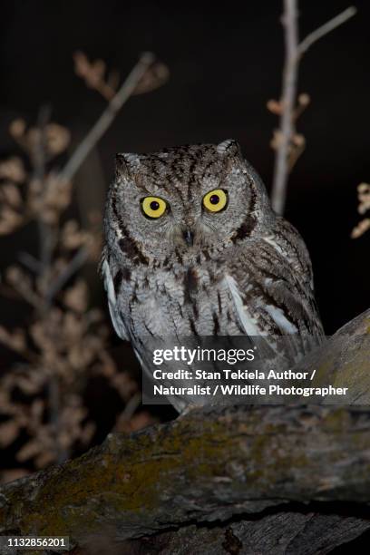 western screech-owl hunting at night in the desert of arizona - アメリカオオコノハズク ストックフォトと画像