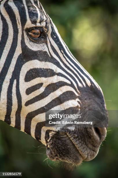 muzzle of z's - z for zebra stock pictures, royalty-free photos & images