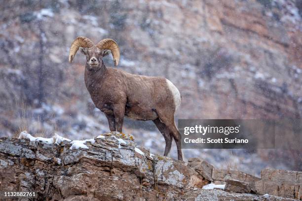 snow-ridged big horn sheep - bighorn sheep stockfoto's en -beelden