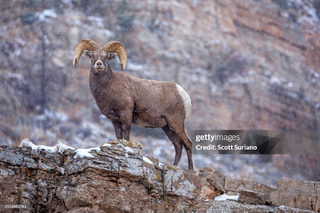 Snow-ridged Big Horn Sheep