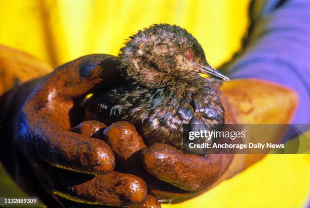 Exxon Valdez oil spill workers recover and clean birds soiled by crude oil spilled when the tanker ran aground in Prince William Sound in March 1989.