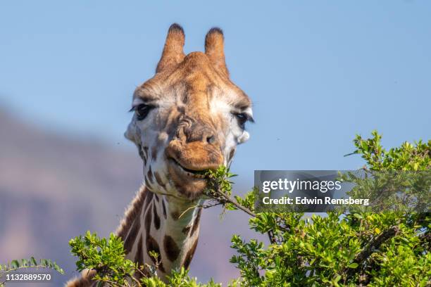 rothschild's giraffe nibble - giraffe stock-fotos und bilder