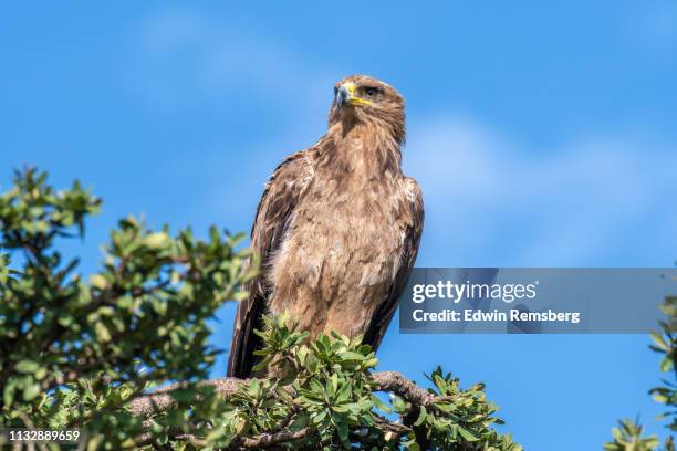 tawny eagle - フォーンカラー ストックフォトと画像