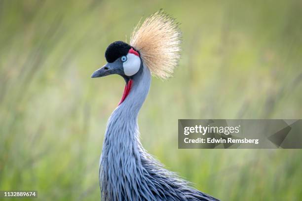 close up of grey crowned crane - grey crowned crane stockfoto's en -beelden