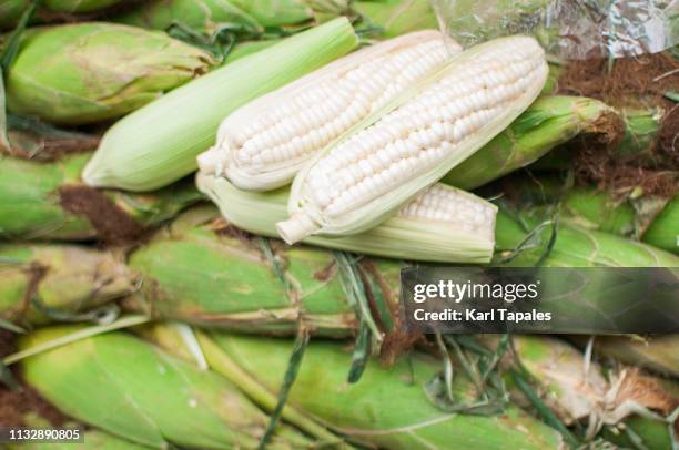 Unripe Corn Photos and Premium High Res Pictures - Getty Images