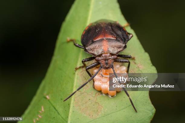 Udush 127 Bed Bug Close Up Stock Photos, High-Res Pictures, and Images ...