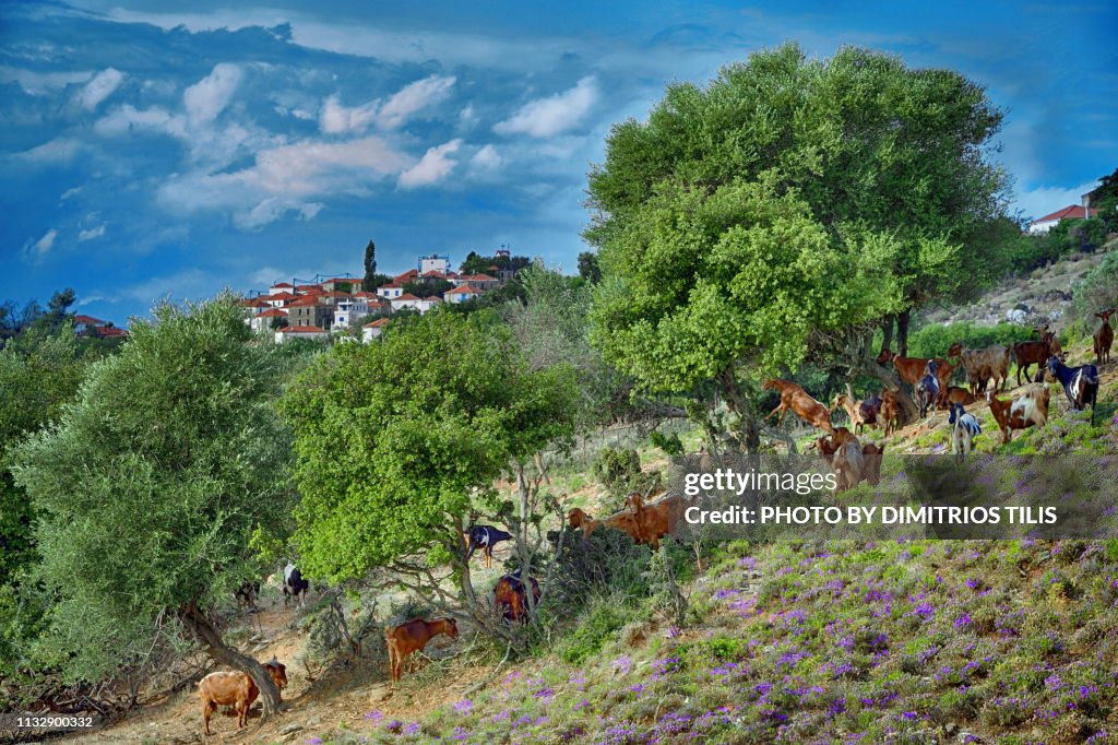 Goats grazing at Trikeri