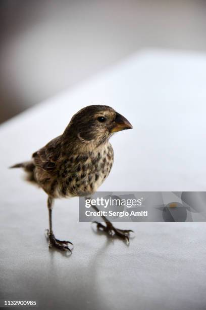 Small Ground Small Ground Finch Photos and Premium High Res Pictures - Getty Images