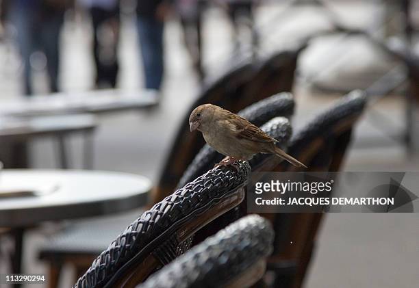 Picture shows a sparrow on a cafe terrace on April 30, 2011 in Paris. AFP PHOTO/ JACQUES DEMARTHON