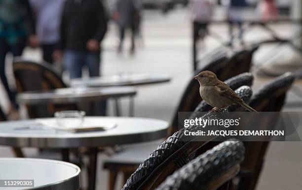 Picture shows a sparrow on a cafe terrace on April 30, 2011 in Paris. AFP PHOTO/ JACQUES DEMARTHON