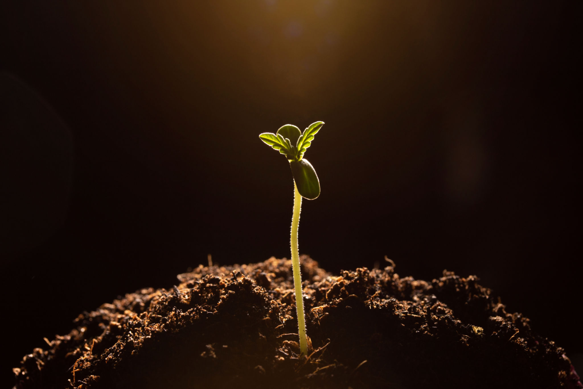marijuana sprout in soil close-up dark background marijuana sprout in soil close-up dark background