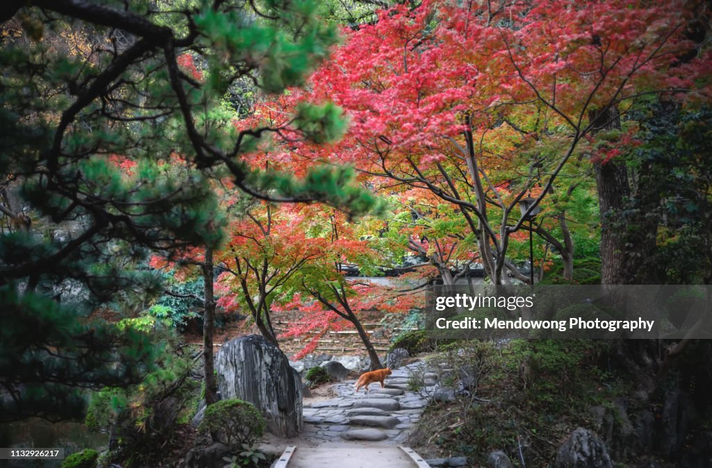 A cat under maple trees in Autumn