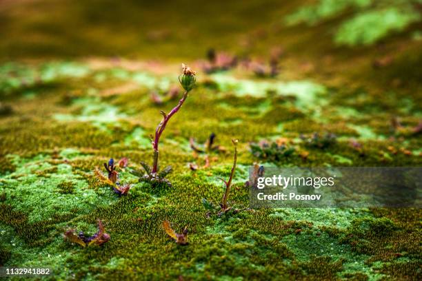 tasmanian cushion plant - tasmania imagens e fotografias de stock