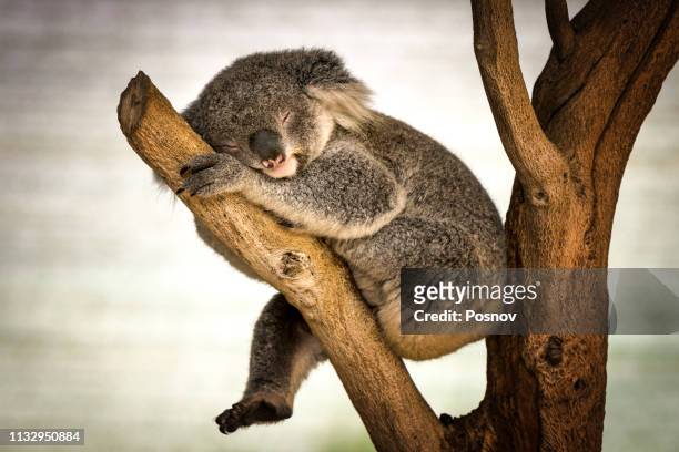 sleeping koala - coala stock pictures, royalty-free photos & images