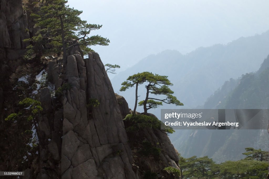 Iconic view of Huangshan peaks and pines, China