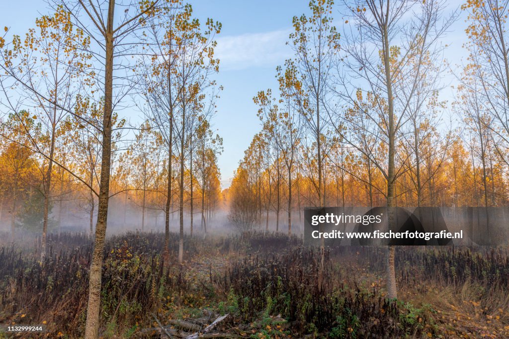 Foggy morning in the dutch forest