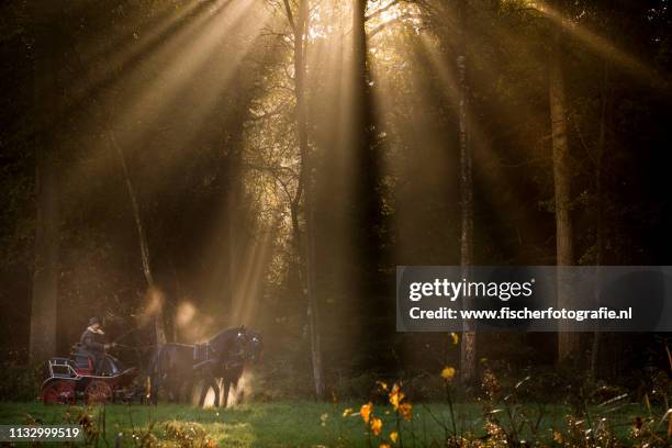 magical light, horse and card - landelijke scène stock-fotos und bilder