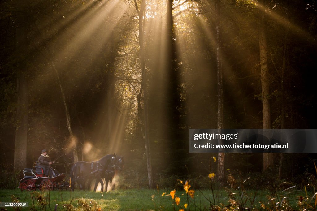 Magical light, horse and card