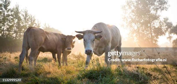 dutch cows in the morning mist - dageraad stock-fotos und bilder