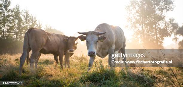 dutch cows in the morning mist - dageraad ストックフォトと画像