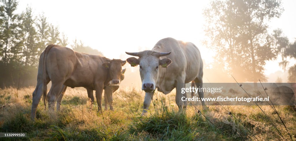 Dutch cows in the morning mist